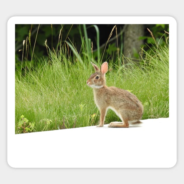 Cottontail rabbit, wild animals, wildlife gifts Sticker by sandyo2ly